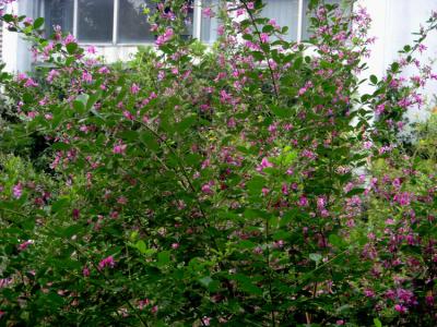 胡枝子的別名和花語(yǔ)分別是什么?