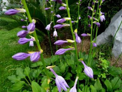 紫玉簪圖片，藥用價(jià)值