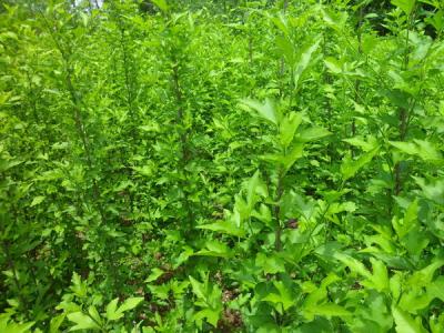 木槿樹(shù)的風(fēng)水寓意是什么？