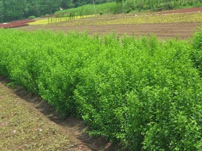 木槿花的品種應(yīng)該如何選擇？