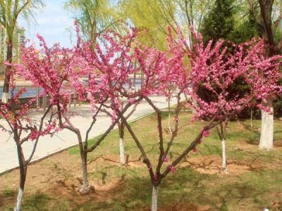 山桃和毛桃哪個(gè)做砧木比較好?