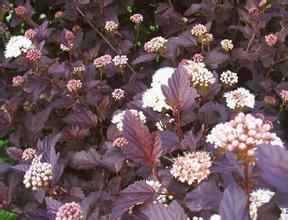 紫葉風(fēng)箱果實(shí)可以吃么？