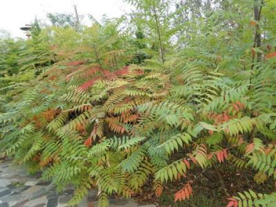 香椿和臭椿有什么不同之處？