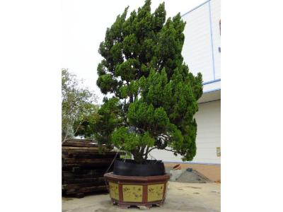 家有龍柏盆景對(duì)家風(fēng)水好嗎？