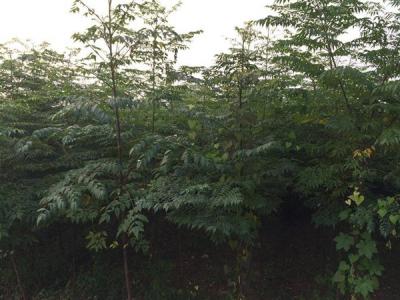 臭椿有毒嗎？