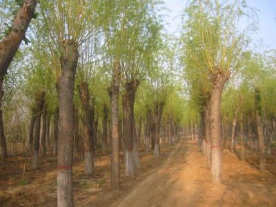 金絲柳和金絲垂柳有什么不同？