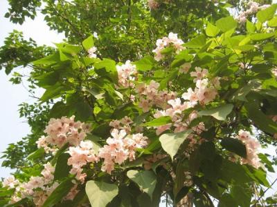 泡桐的品種應該如何選擇？