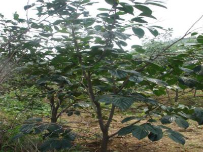 柿子樹如何過冬？