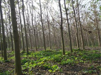 泡桐價值體現(xiàn)在哪些方面？