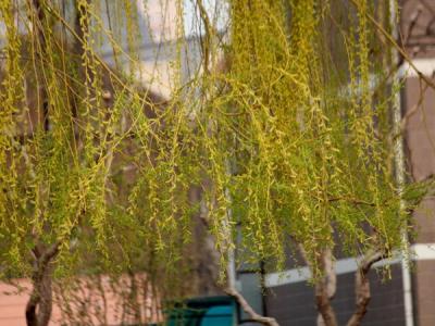 金絲垂柳的產(chǎn)地在哪里？