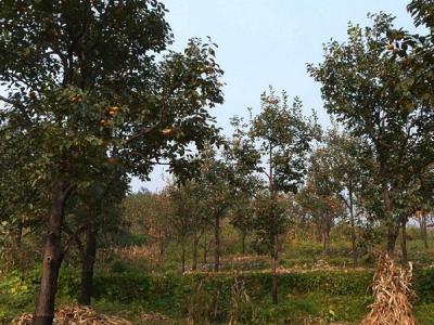 柿子樹的小苗應(yīng)該在哪里購買？