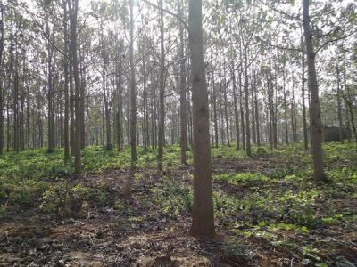 泡桐木到底有沒有毒性？