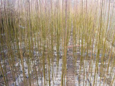 八公分米徑的黃皮柳小苗市場最新報(bào)價