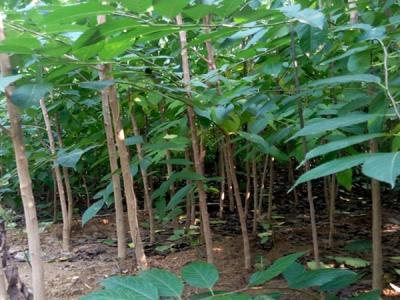 杜仲樹煮水到底有什么用？