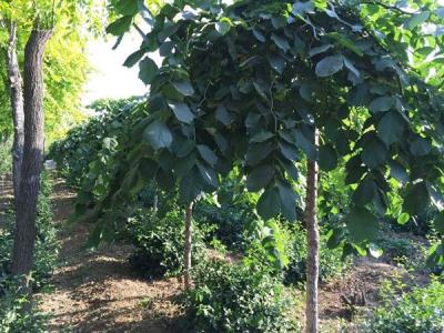 大葉垂榆小苗應(yīng)該去哪里購買？