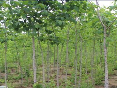 杜仲樹在自己家院子里種好不好？