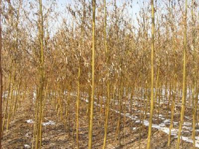 青皮柳黃皮柳有什么區(qū)別？