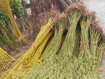 黃皮柳小苗的價格是多少？