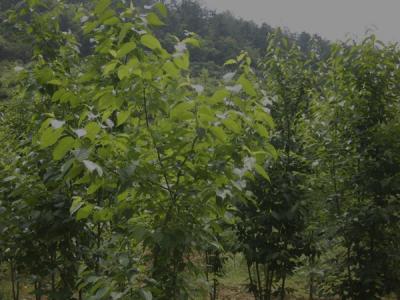 杜仲樹皮怎么采收，什么時候采收？