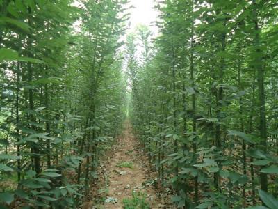 香花槐和刺槐有什么區(qū)別？