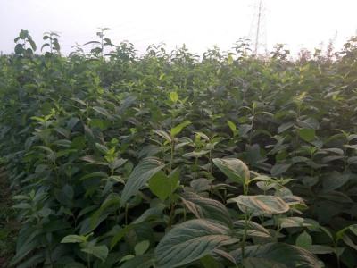 杜仲樹的藥用價值體現(xiàn)在什么方面？