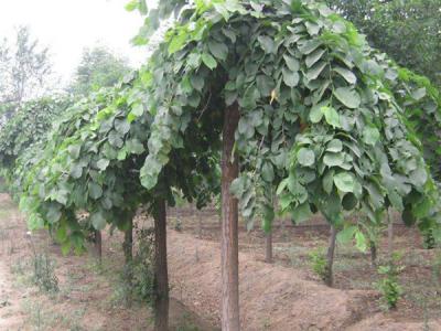 大葉垂榆是龍爪槐嗎？