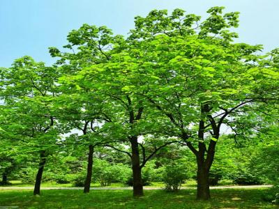 梓樹小苗去哪兒購買？