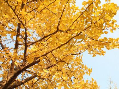 銀杏樹的葉片是什么形狀的，又是什么顏色？