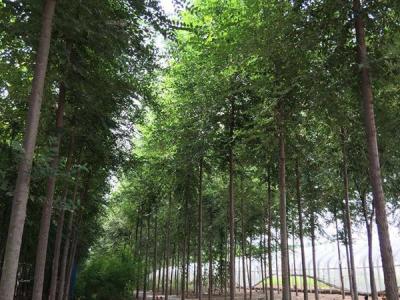 榆樹常見的品種包括哪些？