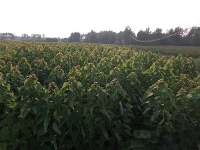 楸樹有什么特征，有什么用途