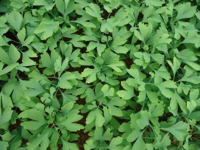 銀杏樹小苗去哪買，怎么買