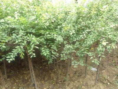 榆樹(shù)可以嫁接哪些品種？