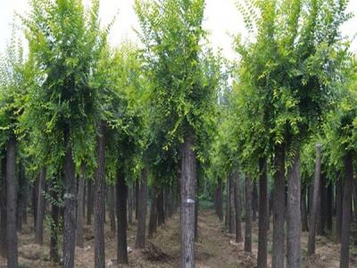 榆樹(shù)小苗去哪兒買(mǎi)比較好？