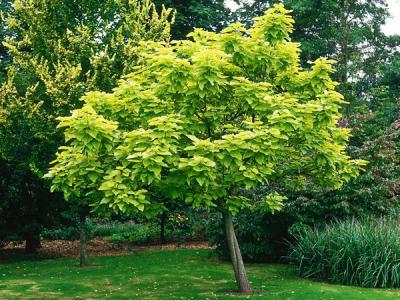 梓樹的入藥部位是哪里，有什么用