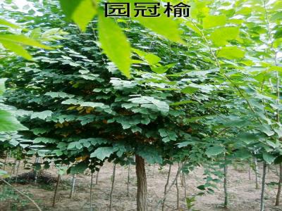 圓冠榆受歡迎的原因是什么，有什么特征？