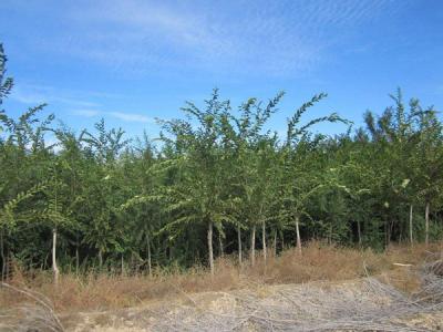  長枝榆常見的病蟲害是什么，怎么處理