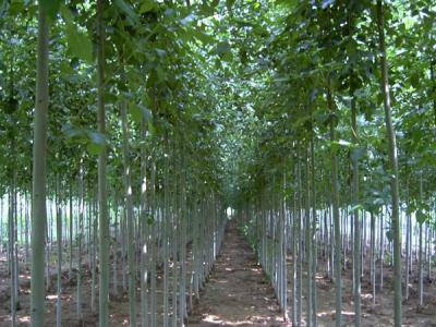 毛白楊的雌株和雄株應該如何區(qū)別？