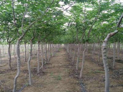 長枝榆有著什么樣的生長特點，如何合理養(yǎng)護呢