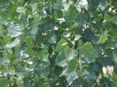 毛白楊的功效和用途都有哪些？