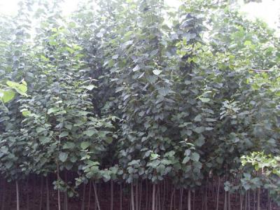 毛白楊的長什么樣子，有什么特點？