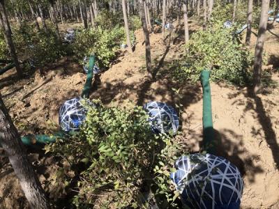 圓冠榆嫁接時(shí)砧木如何選擇？