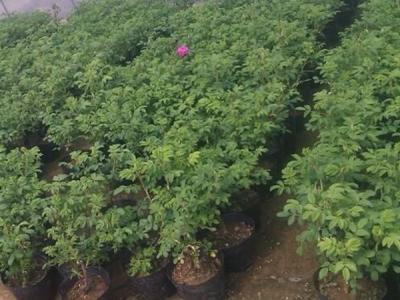 四季玫瑰去哪買，價(jià)格是多少