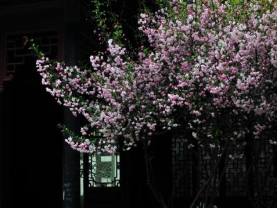 西府海棠的規(guī)格，尺寸以及價格最新報表