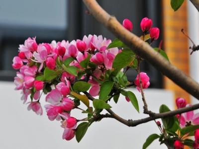 西府海棠如何繁殖，常見的繁殖方式是什么