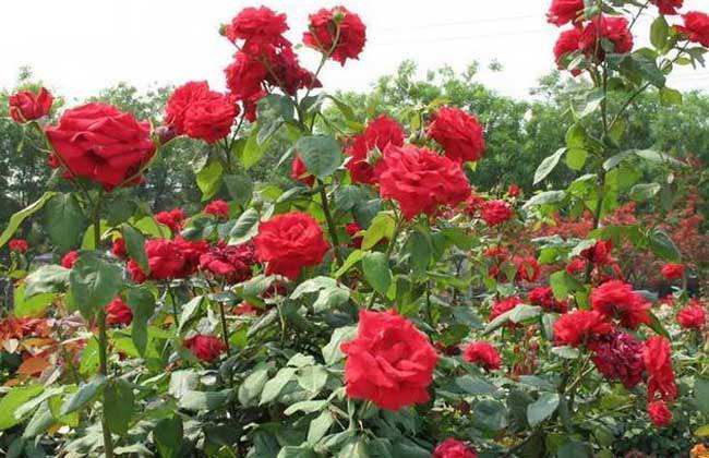 紅帽月季 紅帽月季