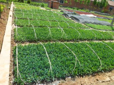 大葉黃楊的園林和經(jīng)濟(jì)價(jià)值如何具體體現(xiàn)