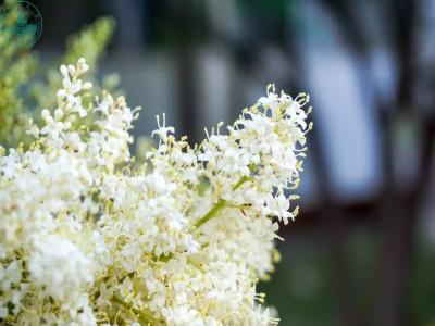 暴馬丁香的生長和栽培過程需要注意些什么 ？