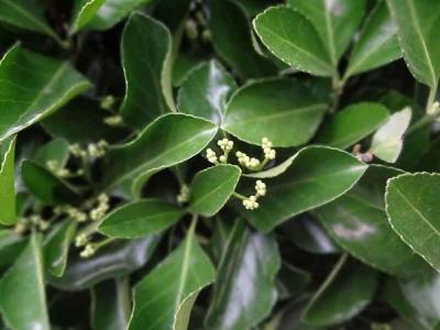 大葉黃楊的水肥管理和養(yǎng)護過程之中需要注意哪些細節(jié) ？