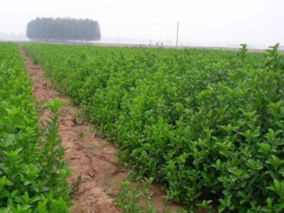 大葉黃楊不能在家里種，有什么原因 ？