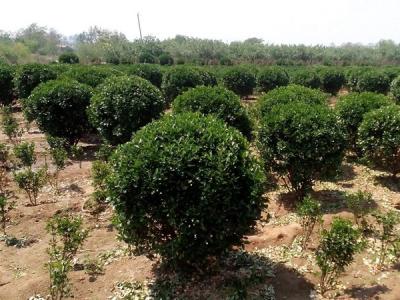 大葉黃楊小苗應(yīng)該去哪里購(gòu)買(mǎi)比較好 ？